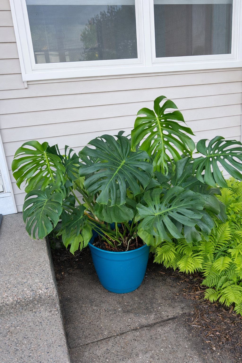 Monstera Deliciosa Starter Kit Essentials (Everything You Need)